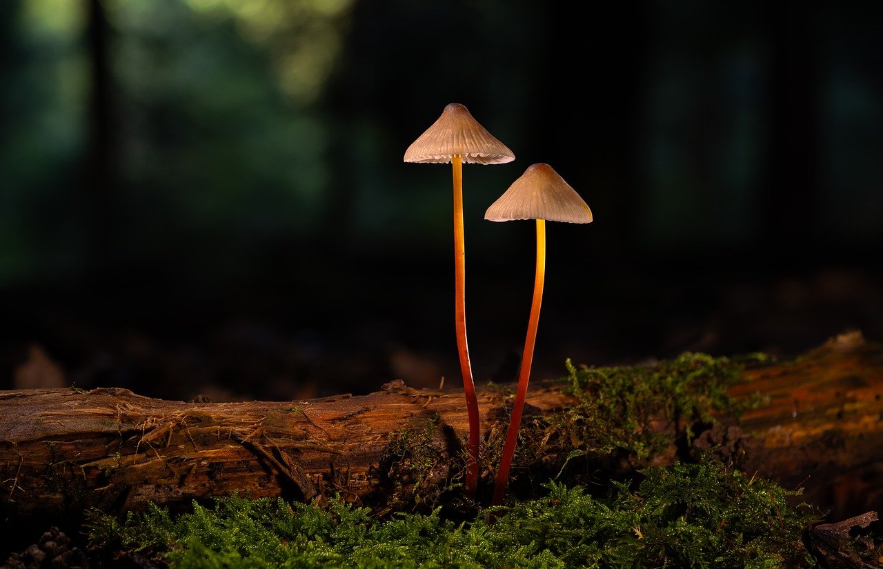 DDOS网页端源码|预约app自动详情下载教程