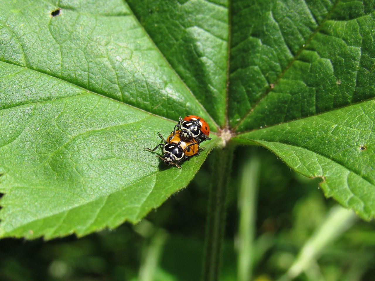 微信号新号白号:东莞汽配代理平台